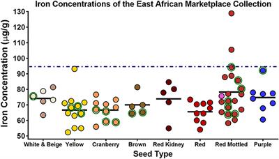 Redefining Bean Iron Biofortification: A Review of the Evidence for Moving to a High Fe Bioavailability Approach